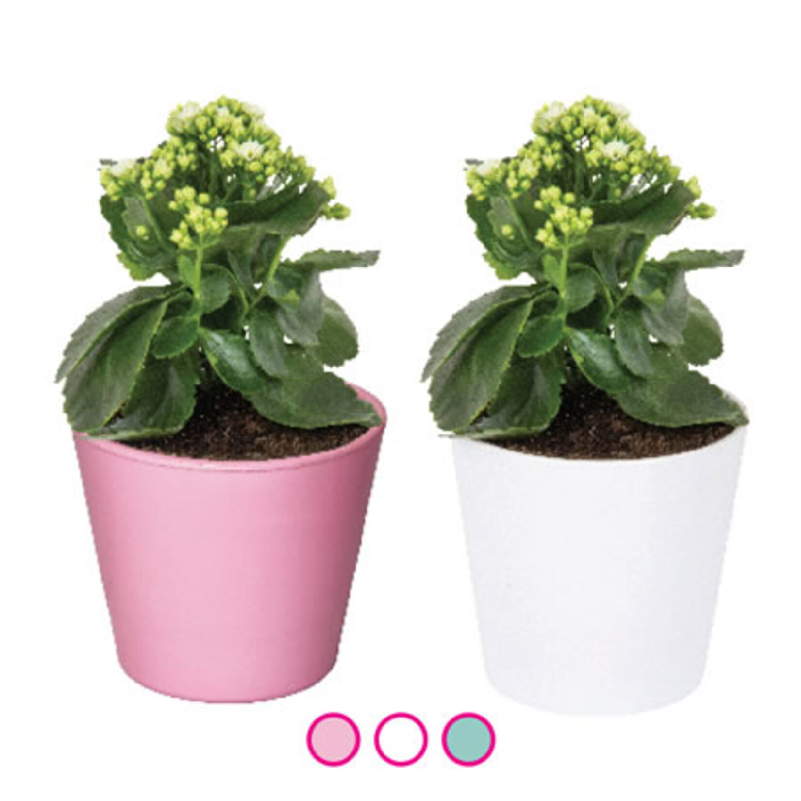 Viapot Renkli Saksı Asorti