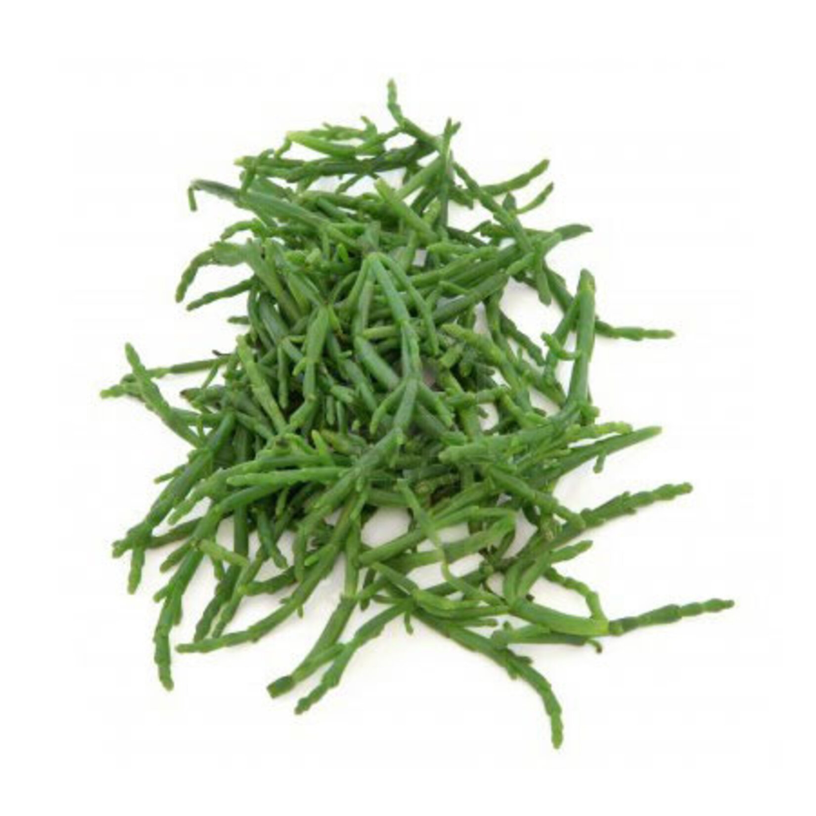 Deniz Börülcesi Adet