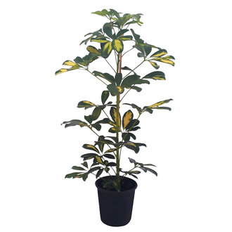 Yanko Schefflera