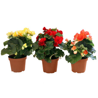 Kalanchoe Yerli