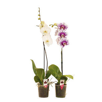 Solo Plant Orkide Q12