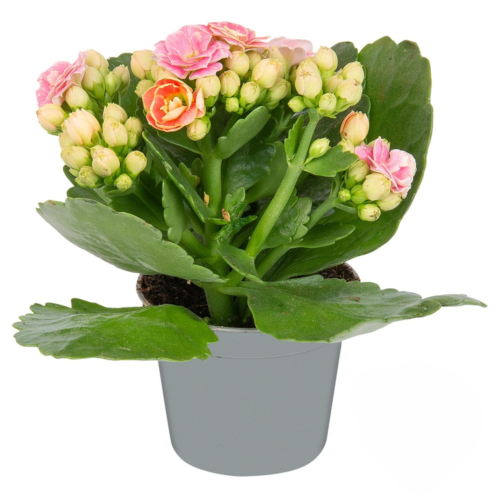 Queen Mini Kalanchoe - Görsel 3
