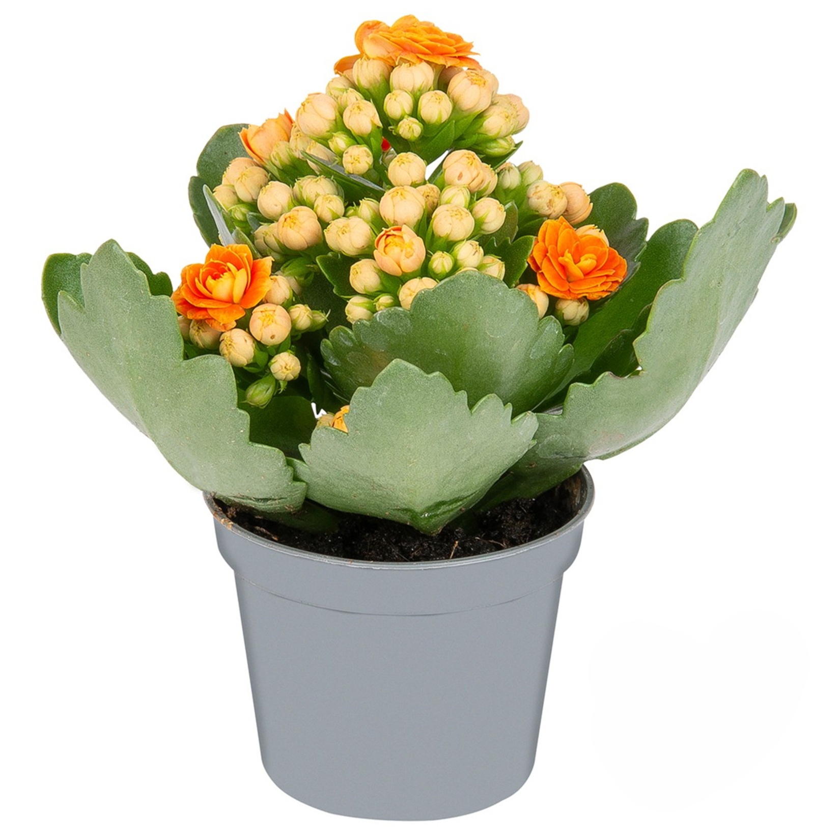 Queen Mini Kalanchoe - Görsel 4