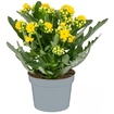 Queen Kalanchoe Q10,5 - Görsel 1