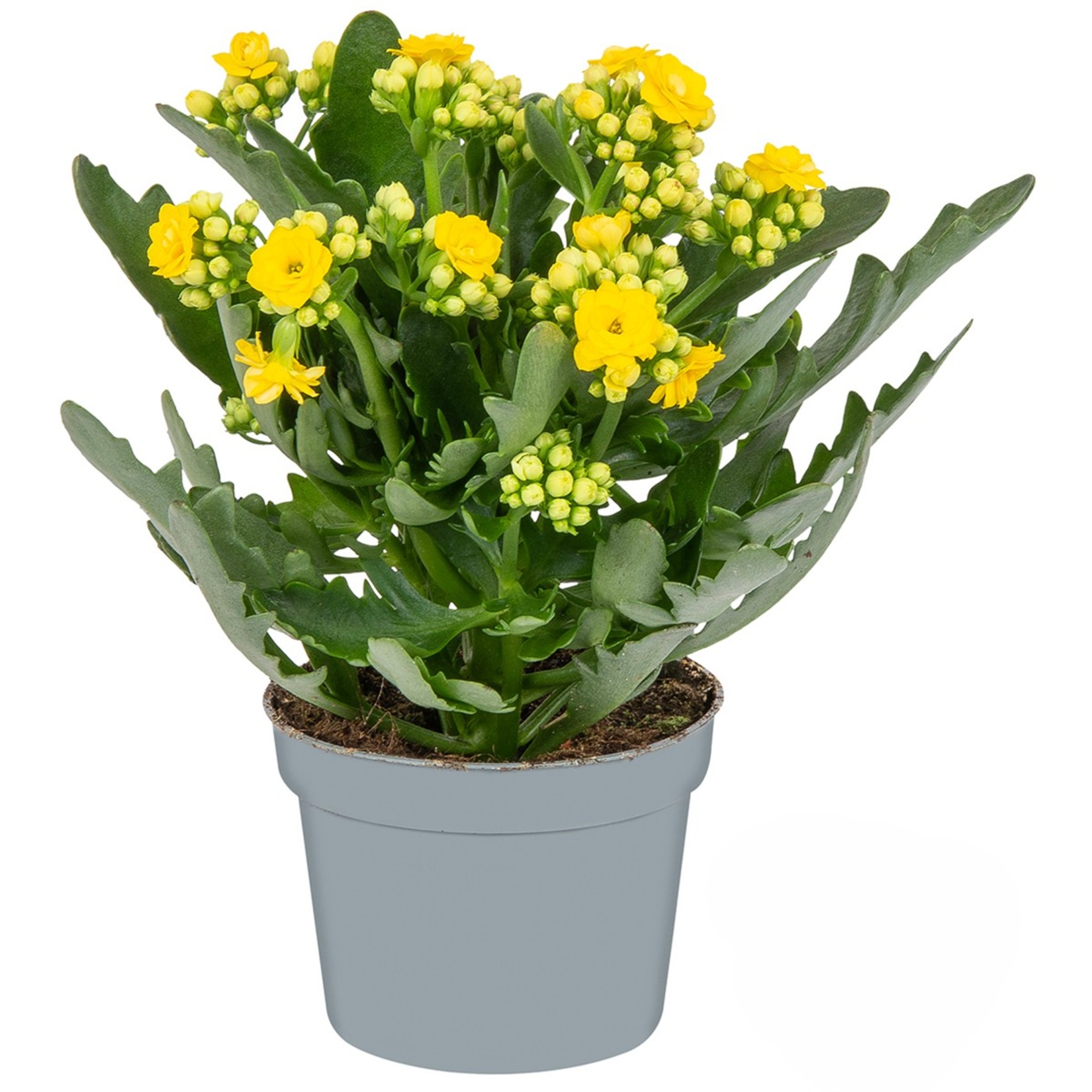 Queen Kalanchoe Q10,5 - Görsel 1
