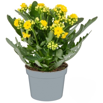 Queen Kalanchoe Q10,5