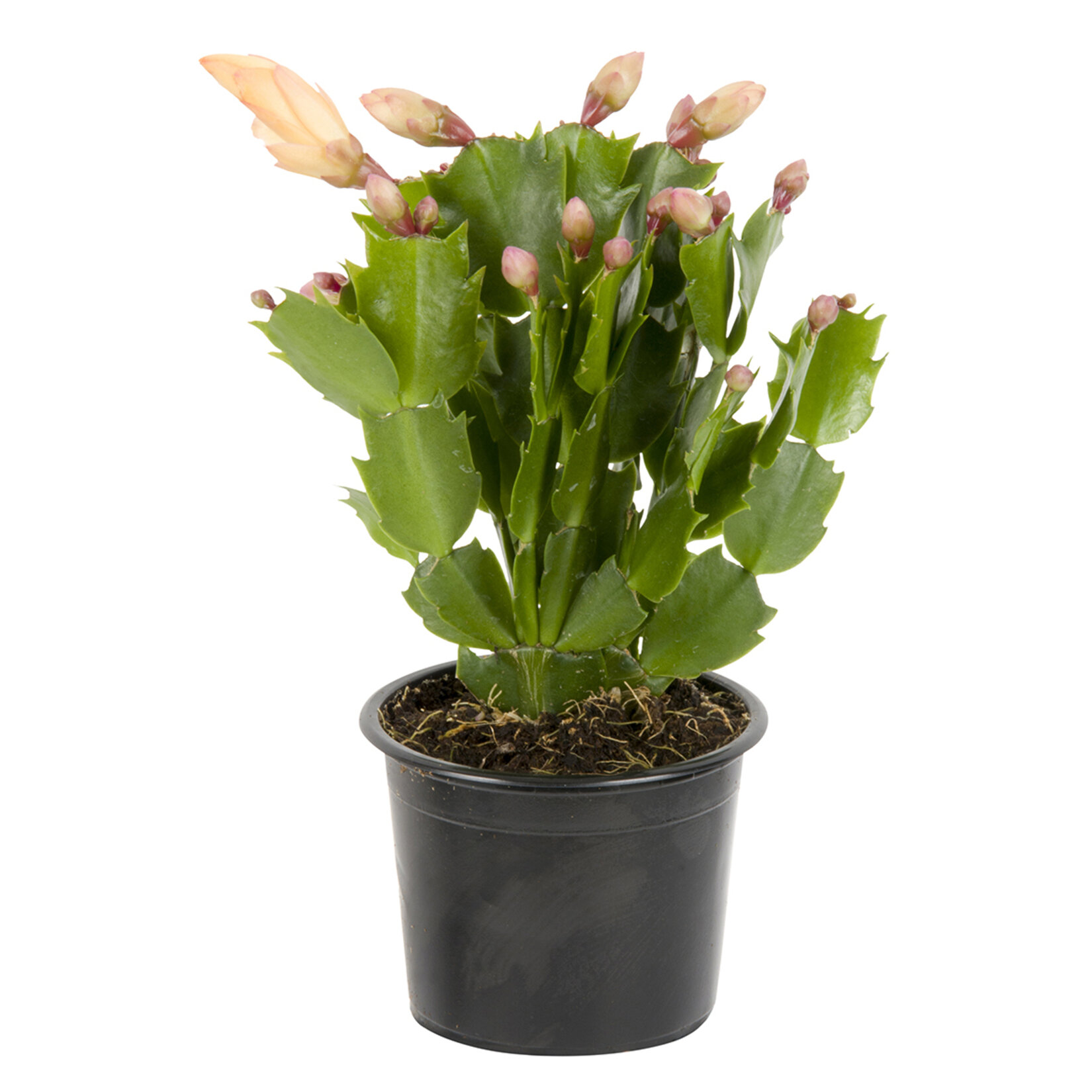 Queen Schlumbergera Q9