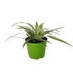 Yanko Plant Mix Q9 - Görsel 1