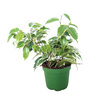 Yanko Plant Mix Q9 - Görsel 3