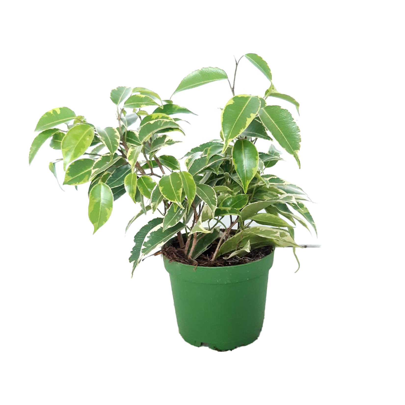 Yanko Plant Mix Q9 - Görsel 3
