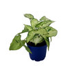 Yanko Plant Mix Q9 - Görsel 5
