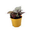 Yanko Plant Mix Q9 - Görsel 2