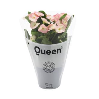 Queen Euphorbia Milii