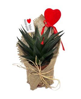 Ecoplant Aranjman