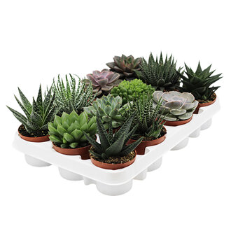 Queen  Rosset - Haworthia Q8,5