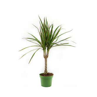 Yanko Marginata Tekli