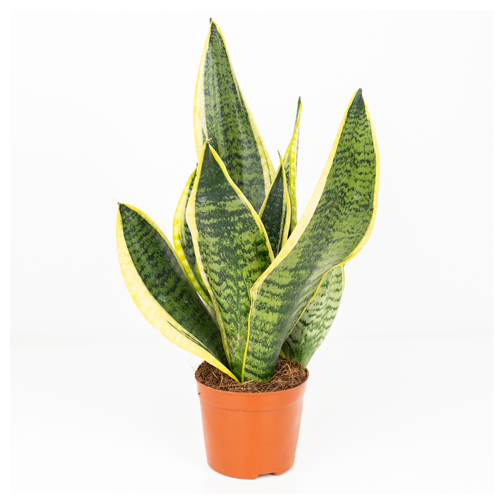 Yanko Paşa Kılıcı (Sanseveria) Q8,5