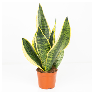 Yanko Paşa Kılıcı (Sanseveria) Q8,5
