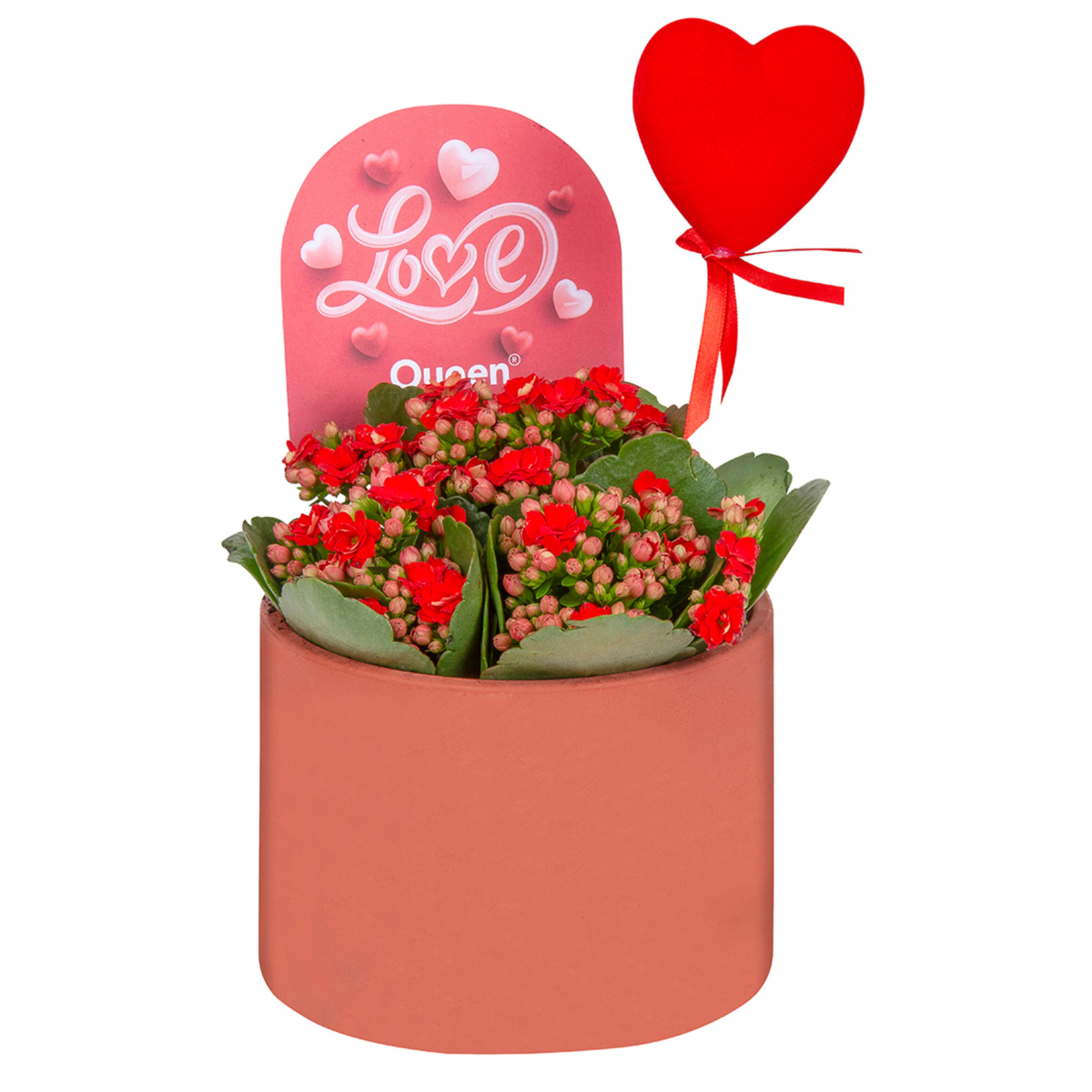 Queen Beton Saksıda Kalanchoe Q14 - Görsel 3