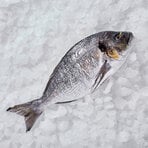 Çipura 1500/1700 Kg (M)