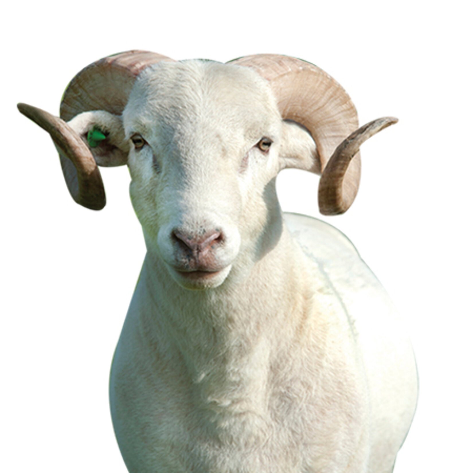 Ziçev'e Bağış Kurban Koç Min. 12 Kg