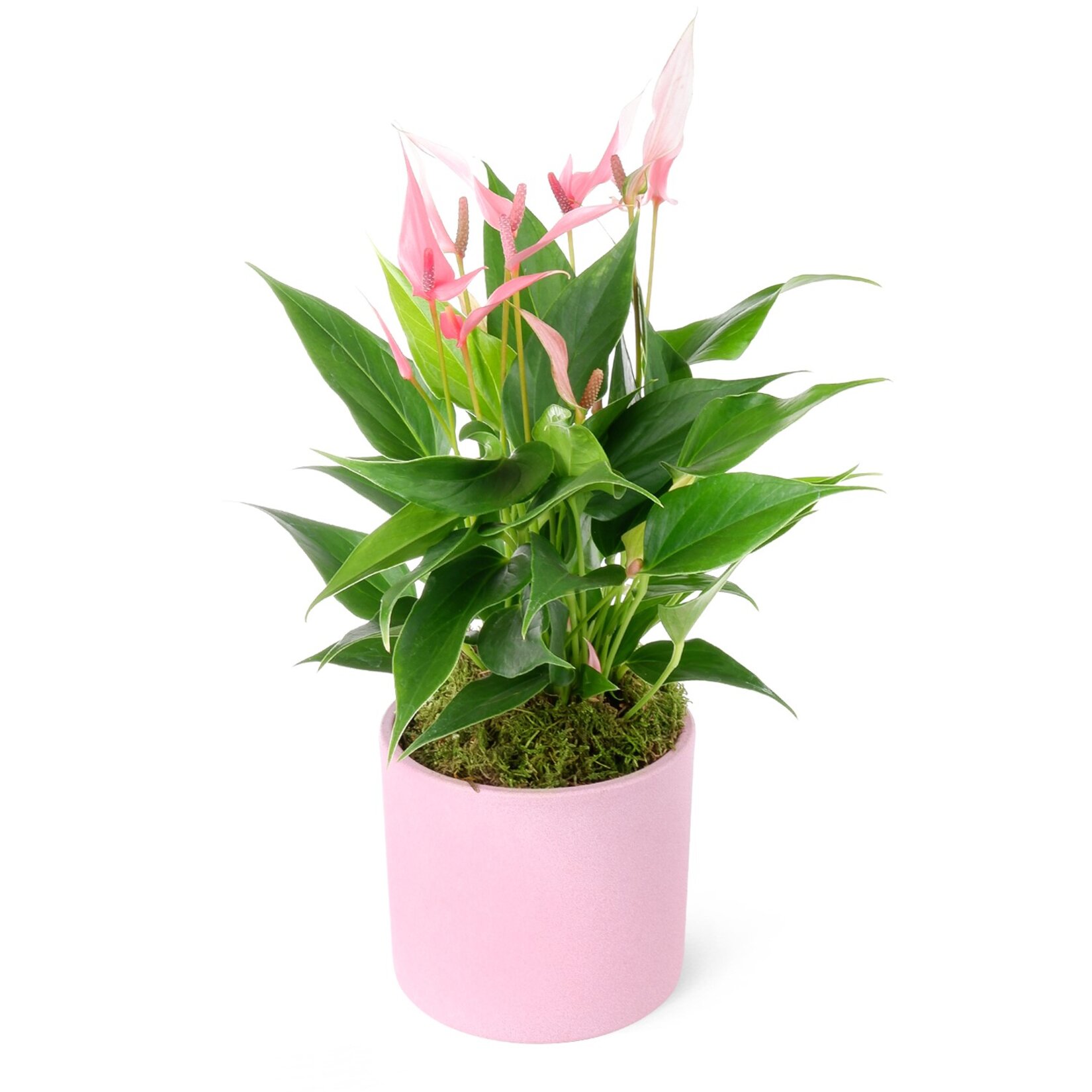 Anthurium Lili Mix