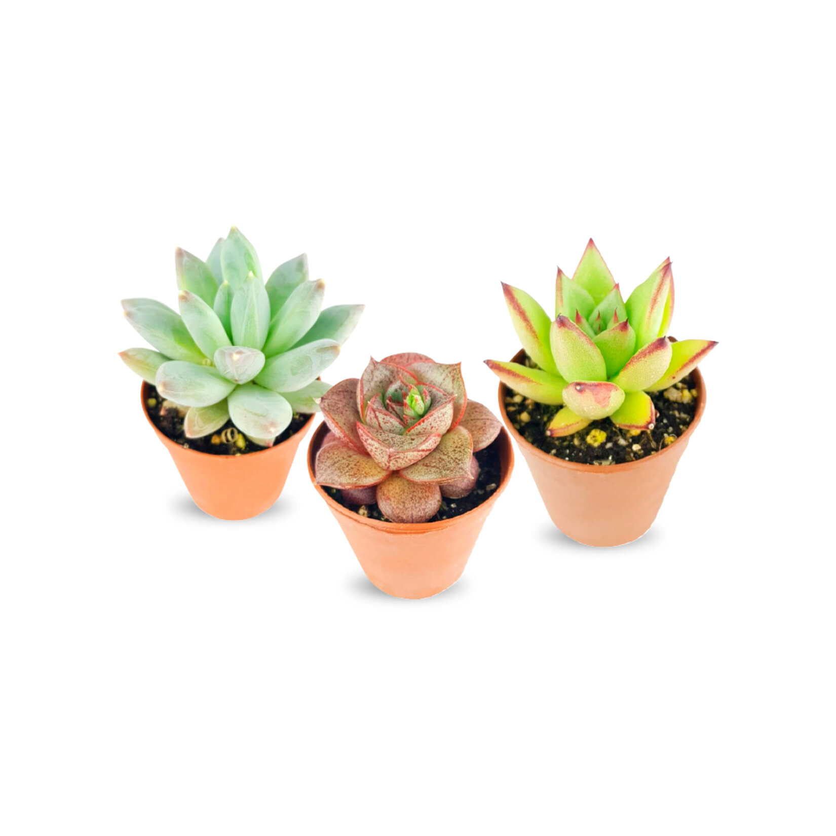 Ecoplant Succulent Q5,5