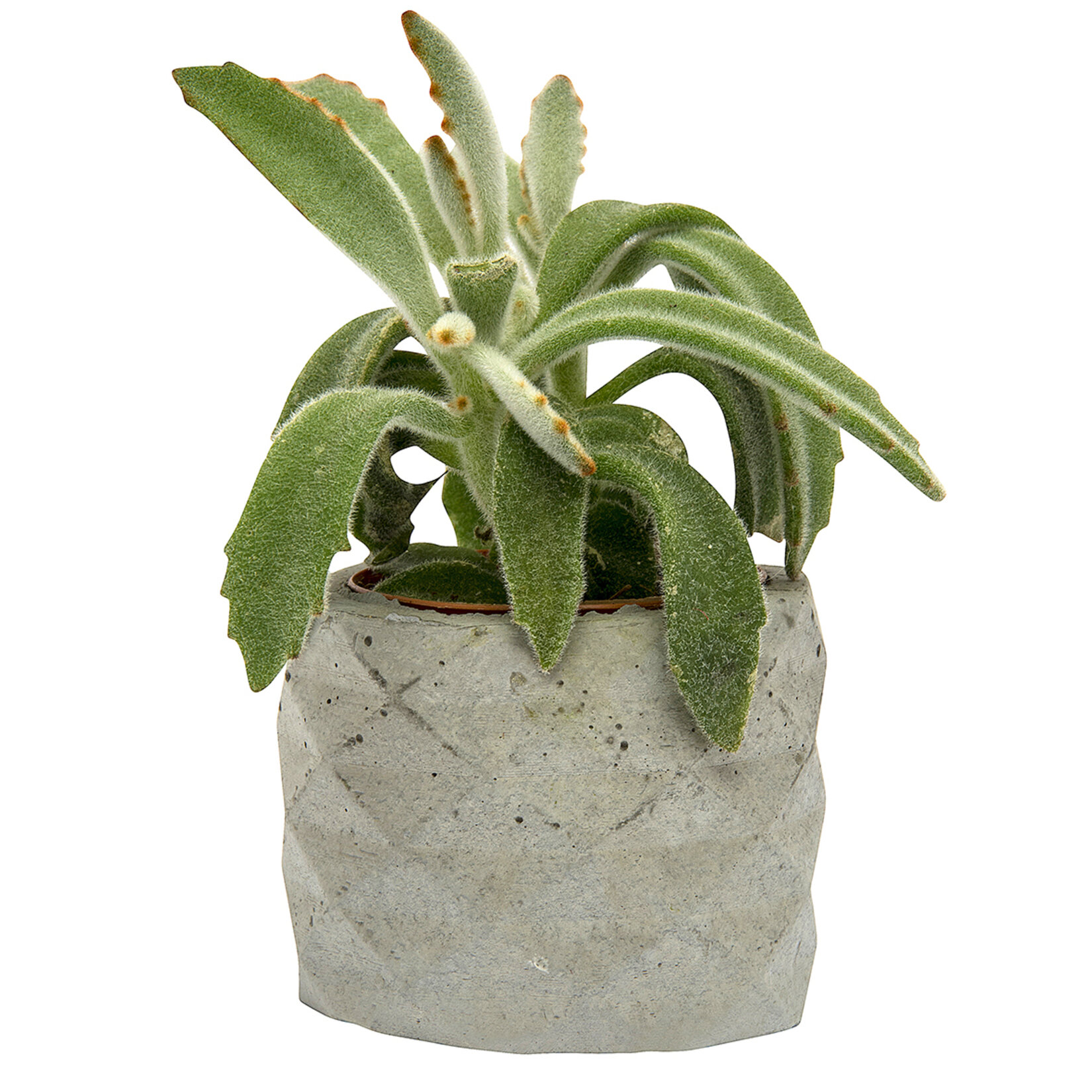 Ecoplant Beton Saksı Succulent