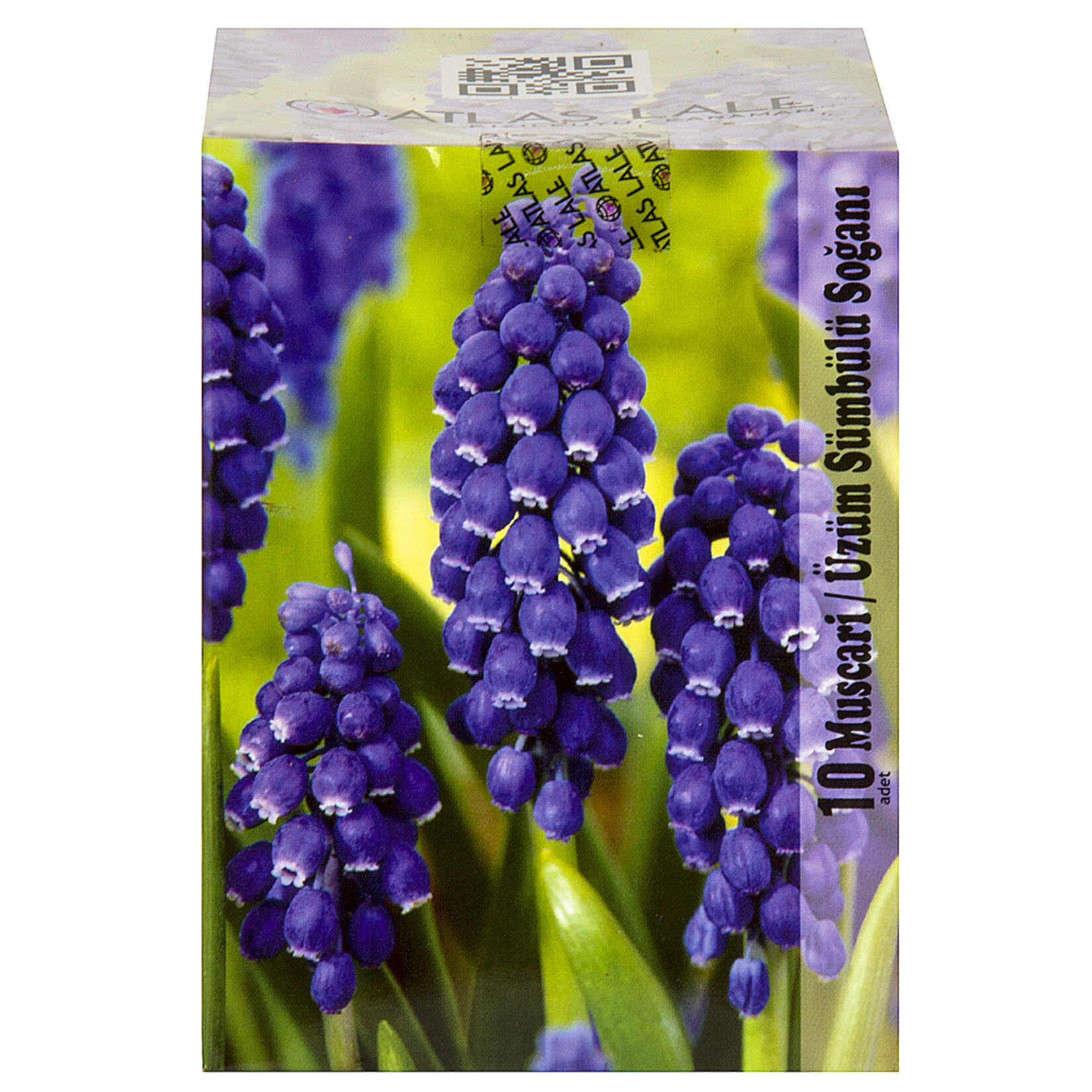 Paketli Muscari Soğanı
