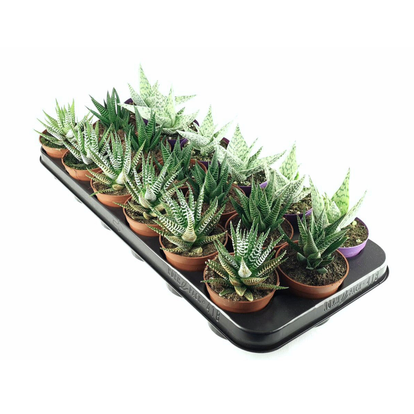 Ecoplant Haworthia Mix Q9