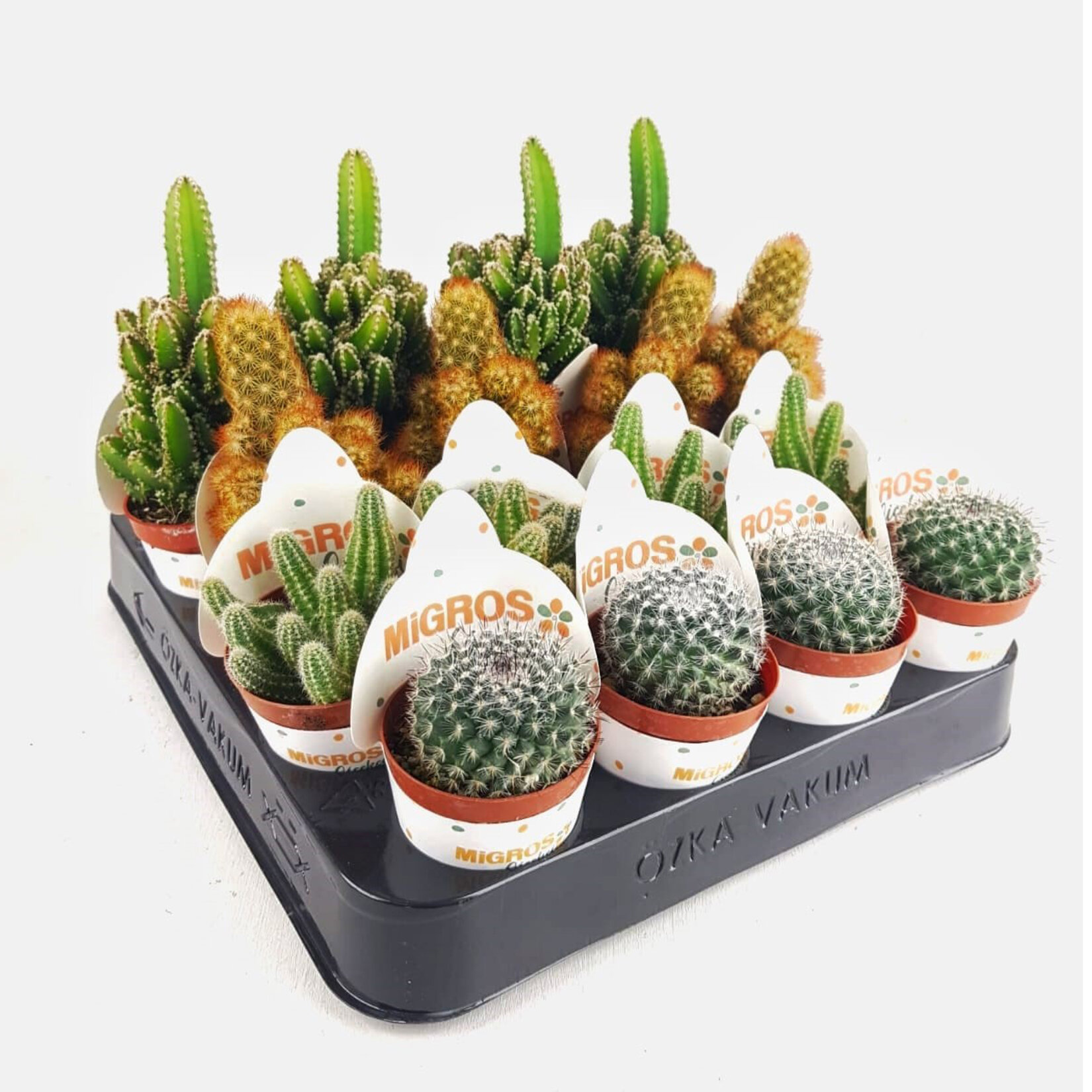 Ecoplant Kaktüs Mix Q5,5 | Macroonline