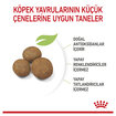 Royal Canin Büyük Irk İçin Yavru Köpek Maması 15 Kg - Görsel 3
