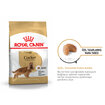 Royal Canin Cocker İçin Kuru Köpek Maması 3 Kg - Görsel 2