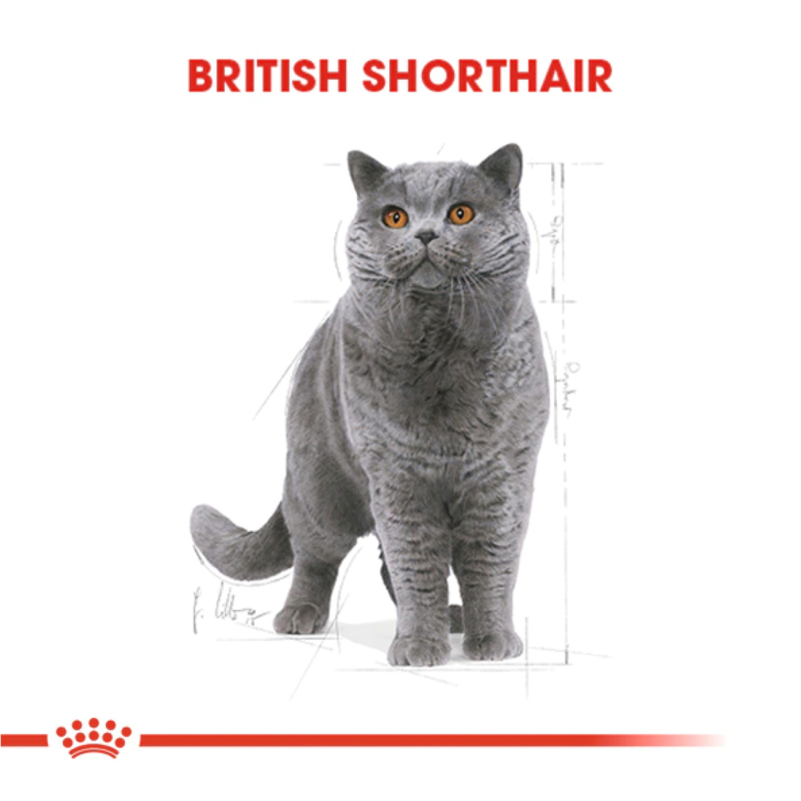 Royal Canin British Shorthair Kuru Kedi Maması 2 Kg - Görsel 2
