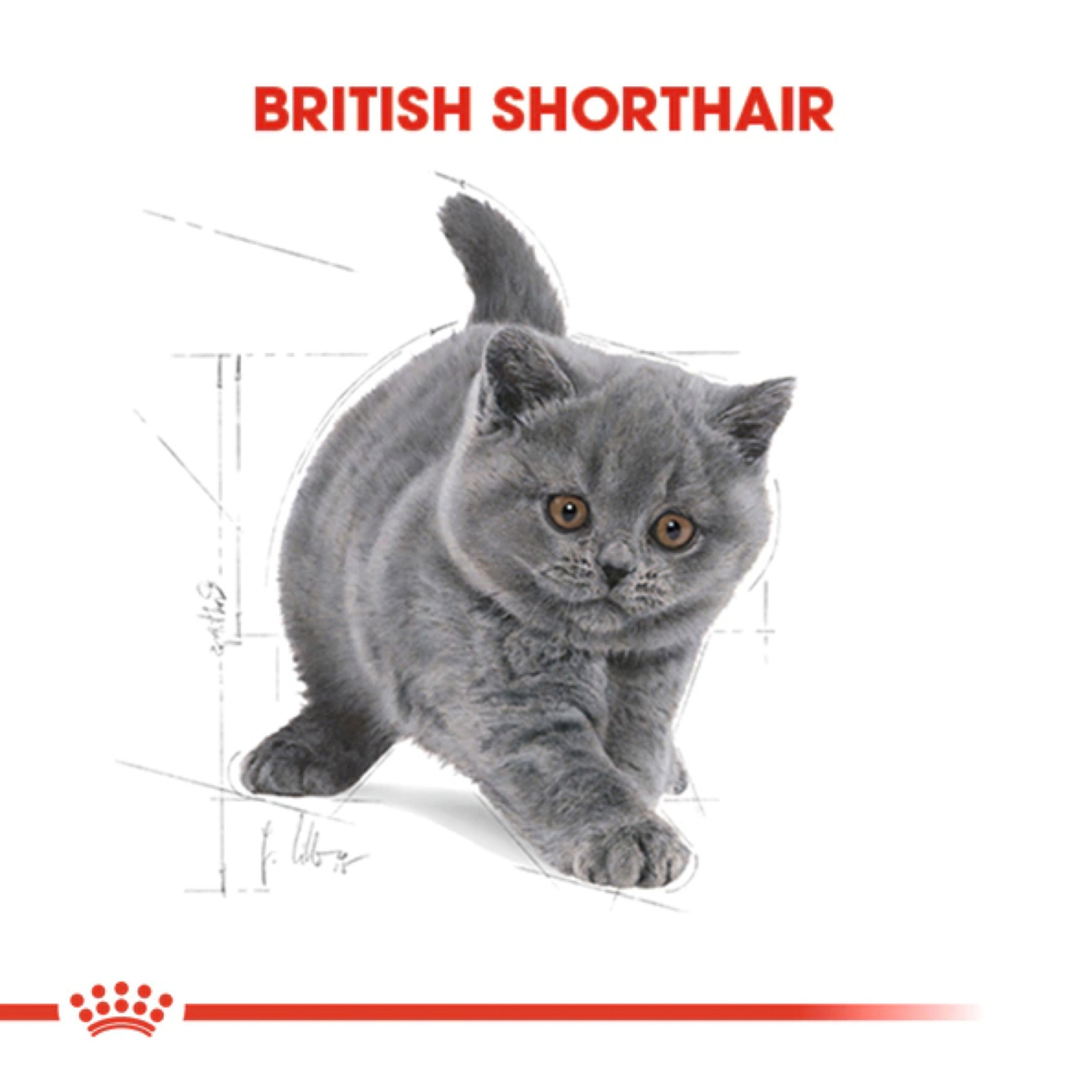 Royal Canin British Shorthair Yavru Kedi Mama 2 Kg - Görsel 2