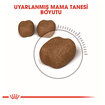 Royal Canin Diş Sağlığı İçin Kuru Mama 1.5 Kg - Görsel 3