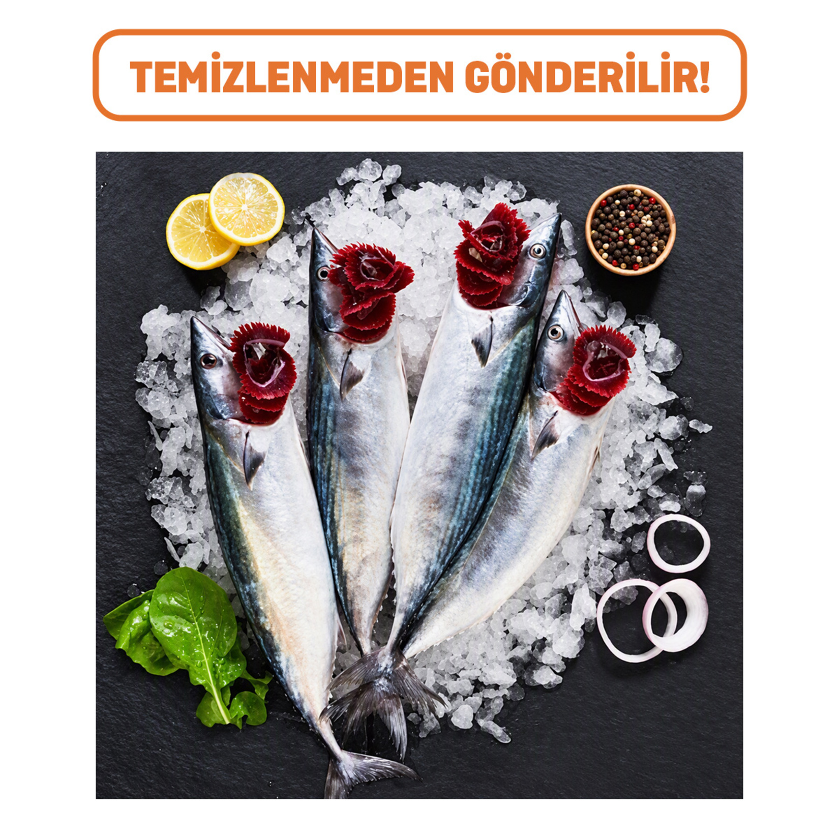 Palamut Adet (Temizlenmeden Gönderilir!)