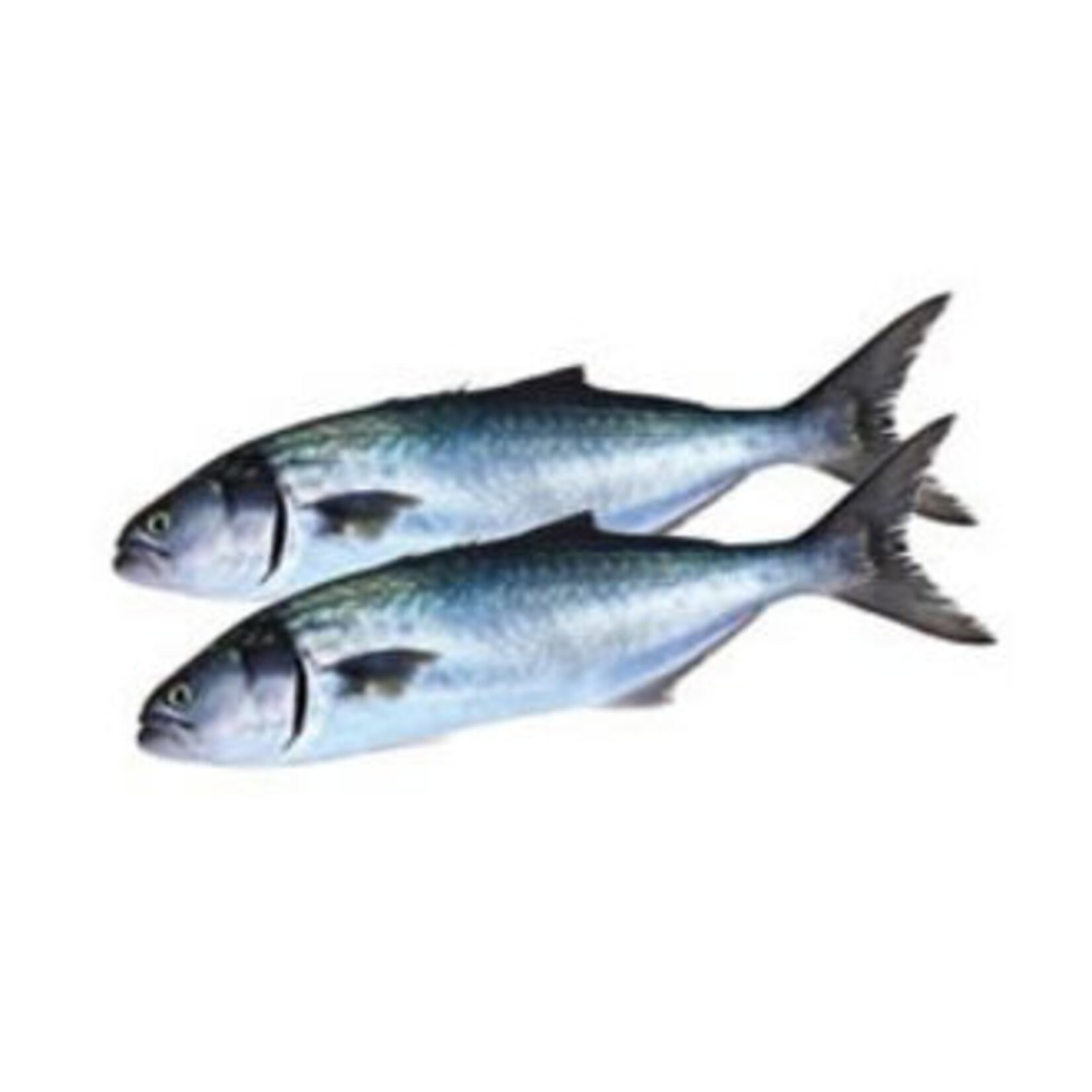 Lüfer (Sarıkanat) Kg