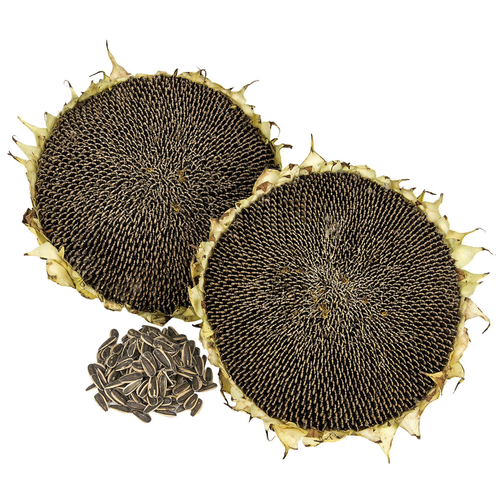 Taze Ayçekirdeği Adet - Görsel 1