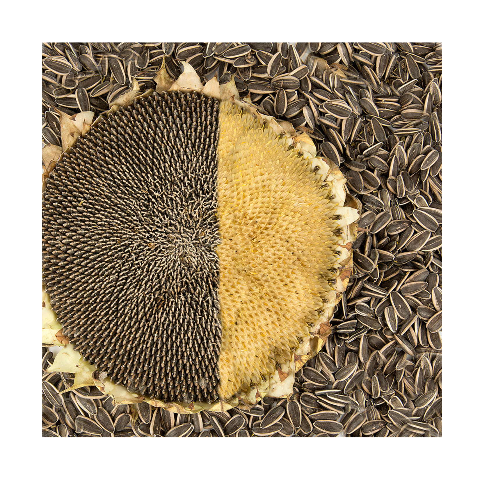 Taze Ayçekirdeği Adet - Görsel 2