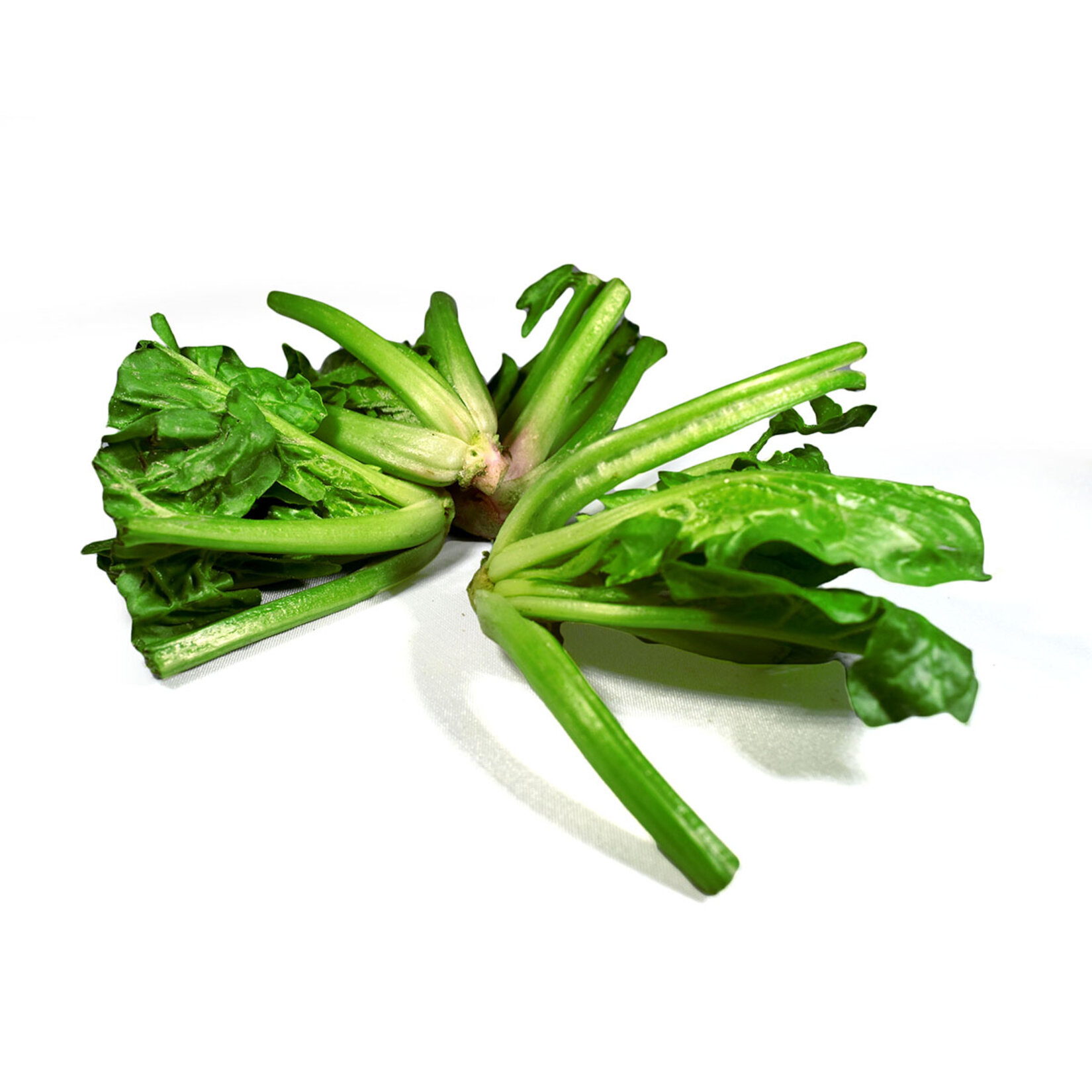 Kök Ispanak 500 Gr Erüst - Görsel 1