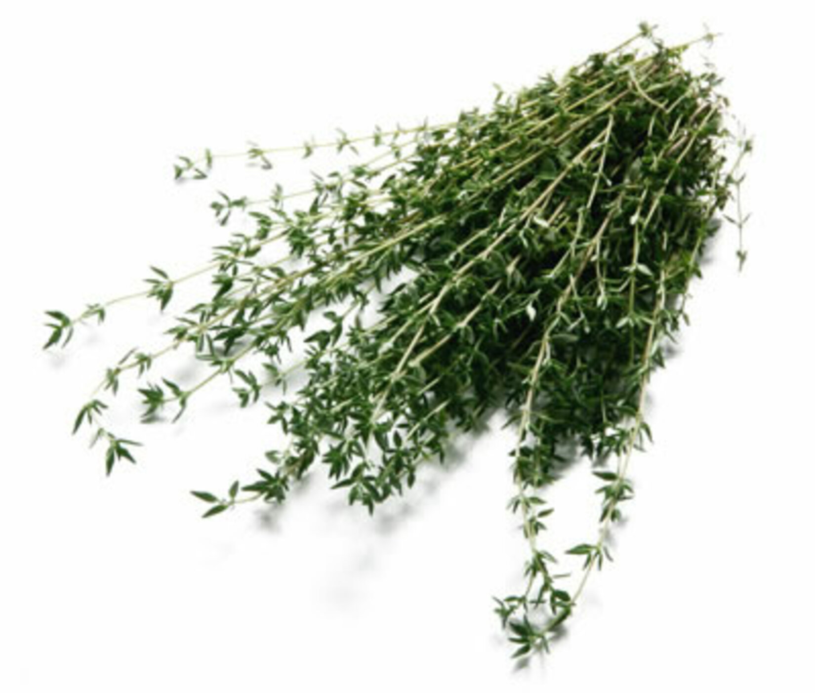 Kekik Organik Taze Demet