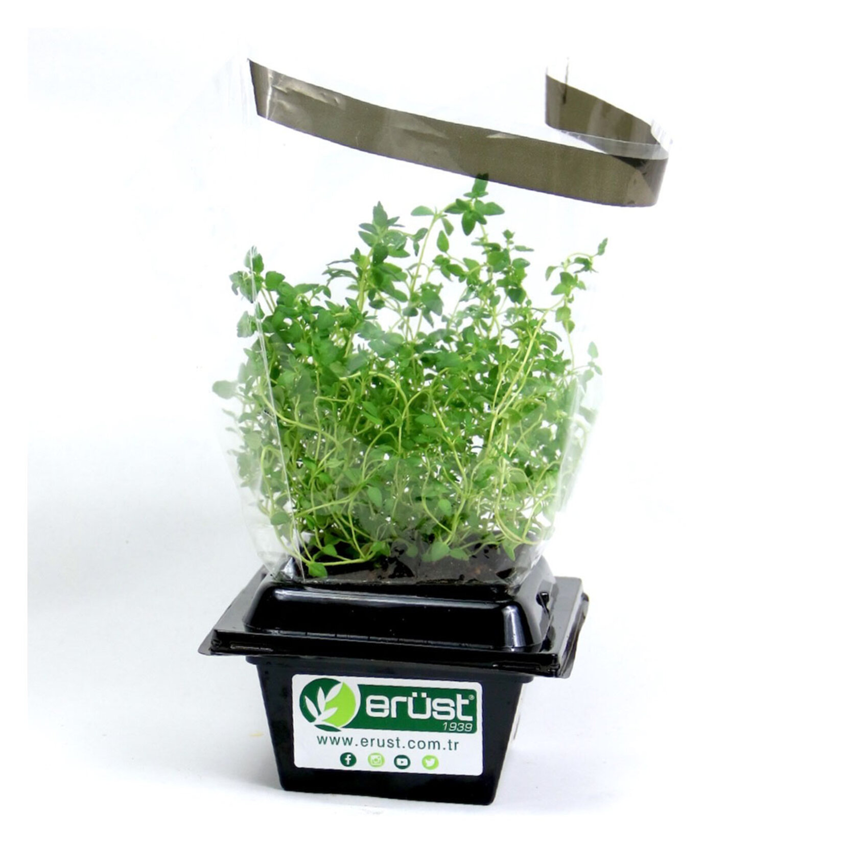 Erüst Yaşayan Kekik Adet