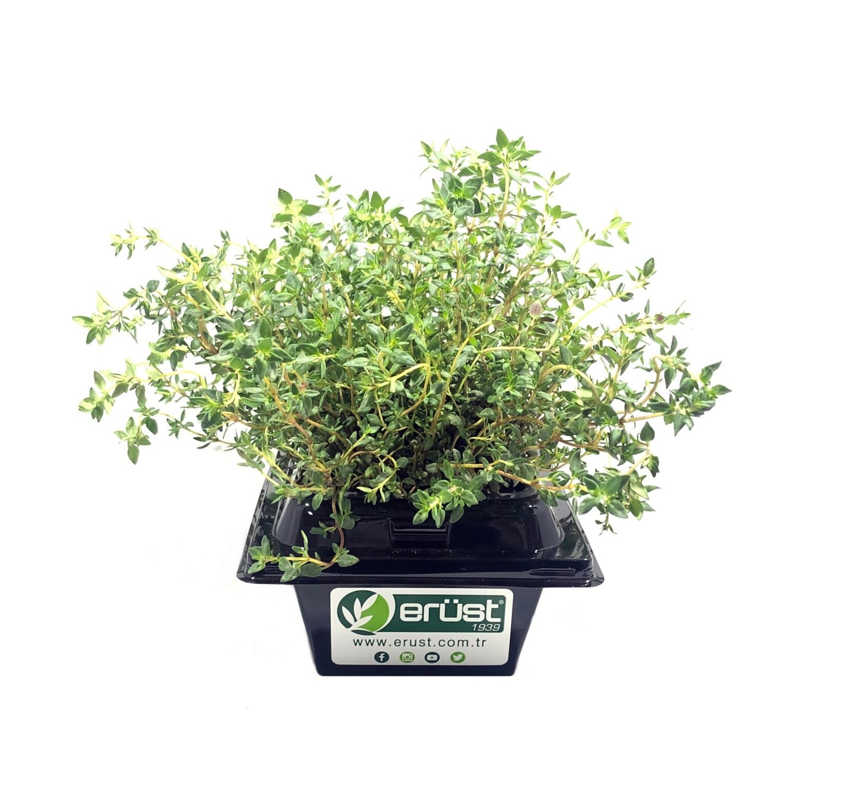 Erüst Taze Baharat Saksılı Adet - Görsel 2