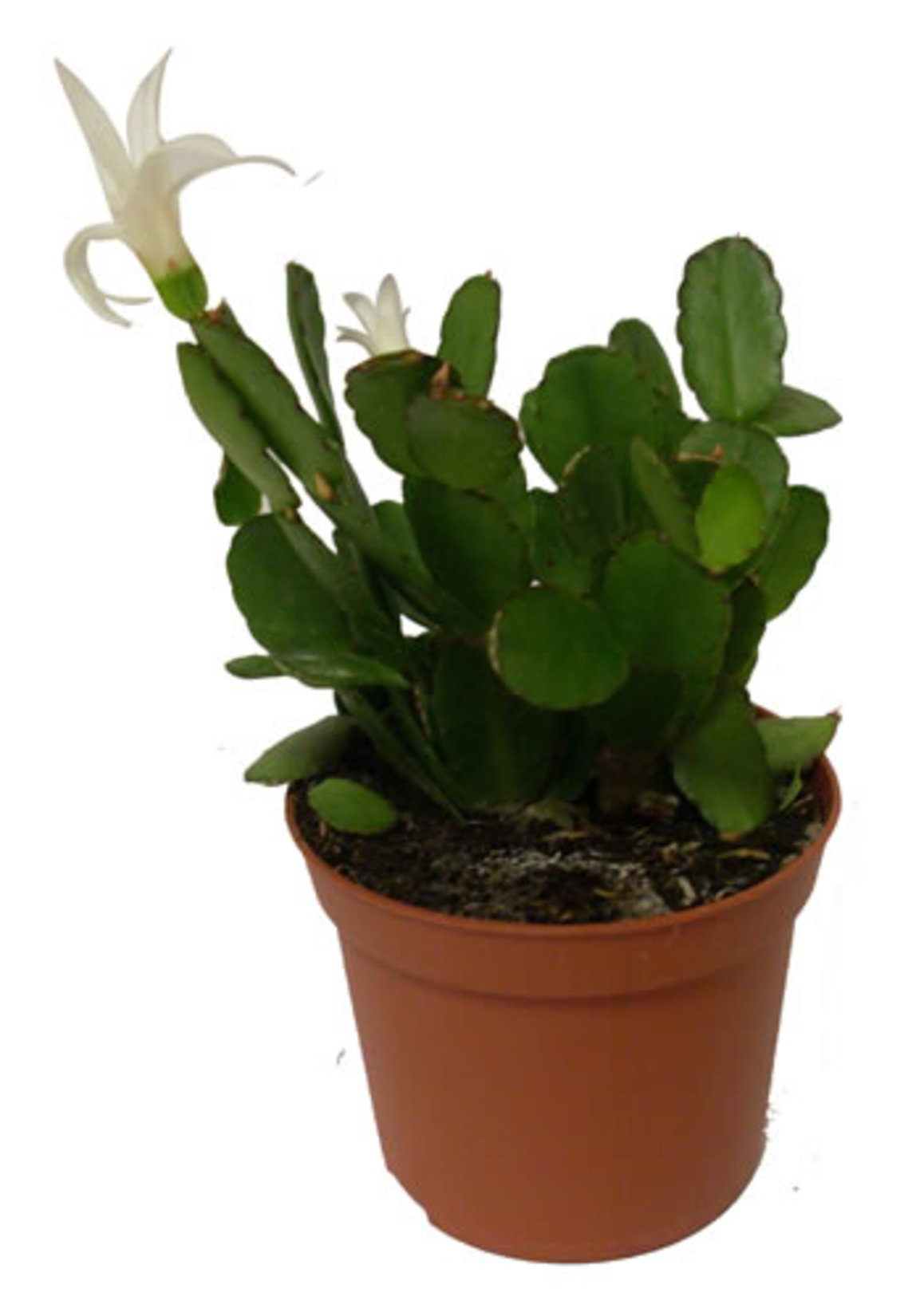 Yılbaşı Kaktüsü Q6 (Schlumbergera) Q6