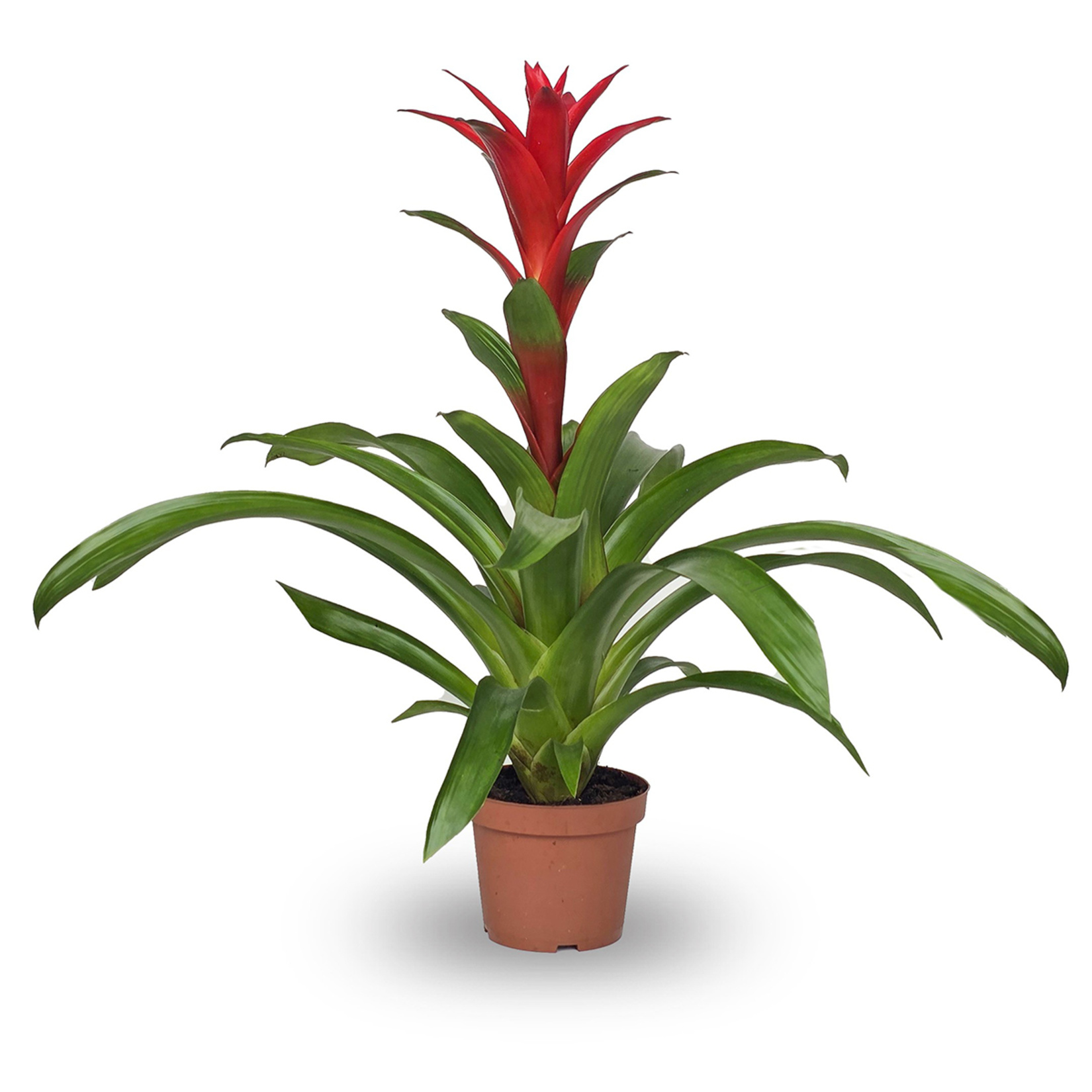 Yanko Guzmania