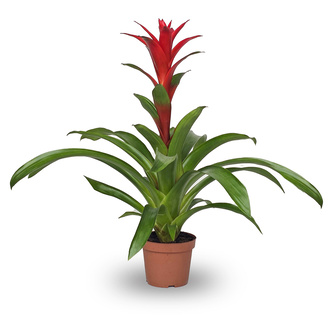Yanko Guzmania