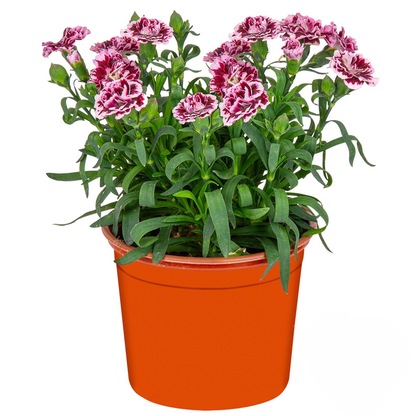 Kokulu Karanfil - Görsel 1