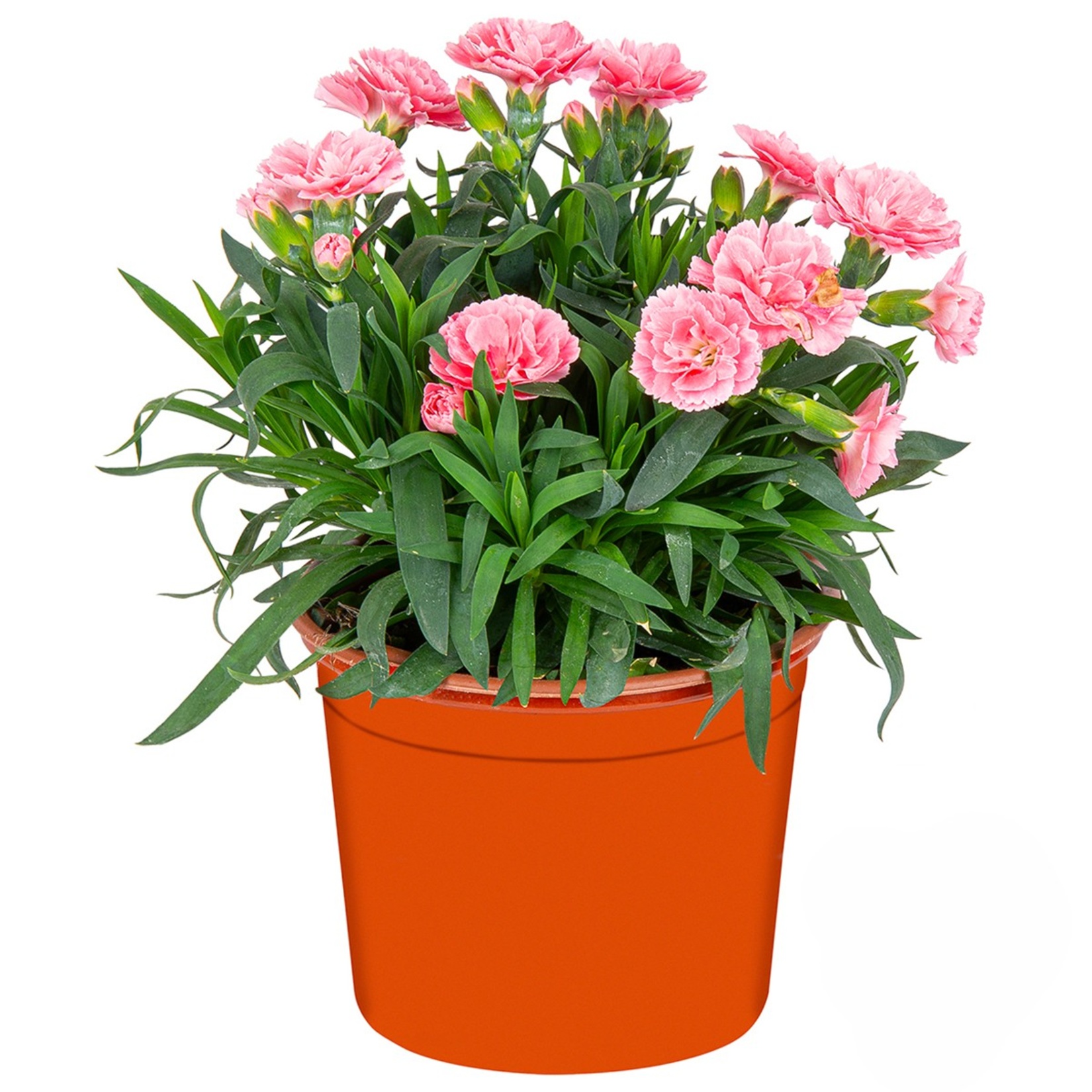 Kokulu Karanfil - Görsel 2