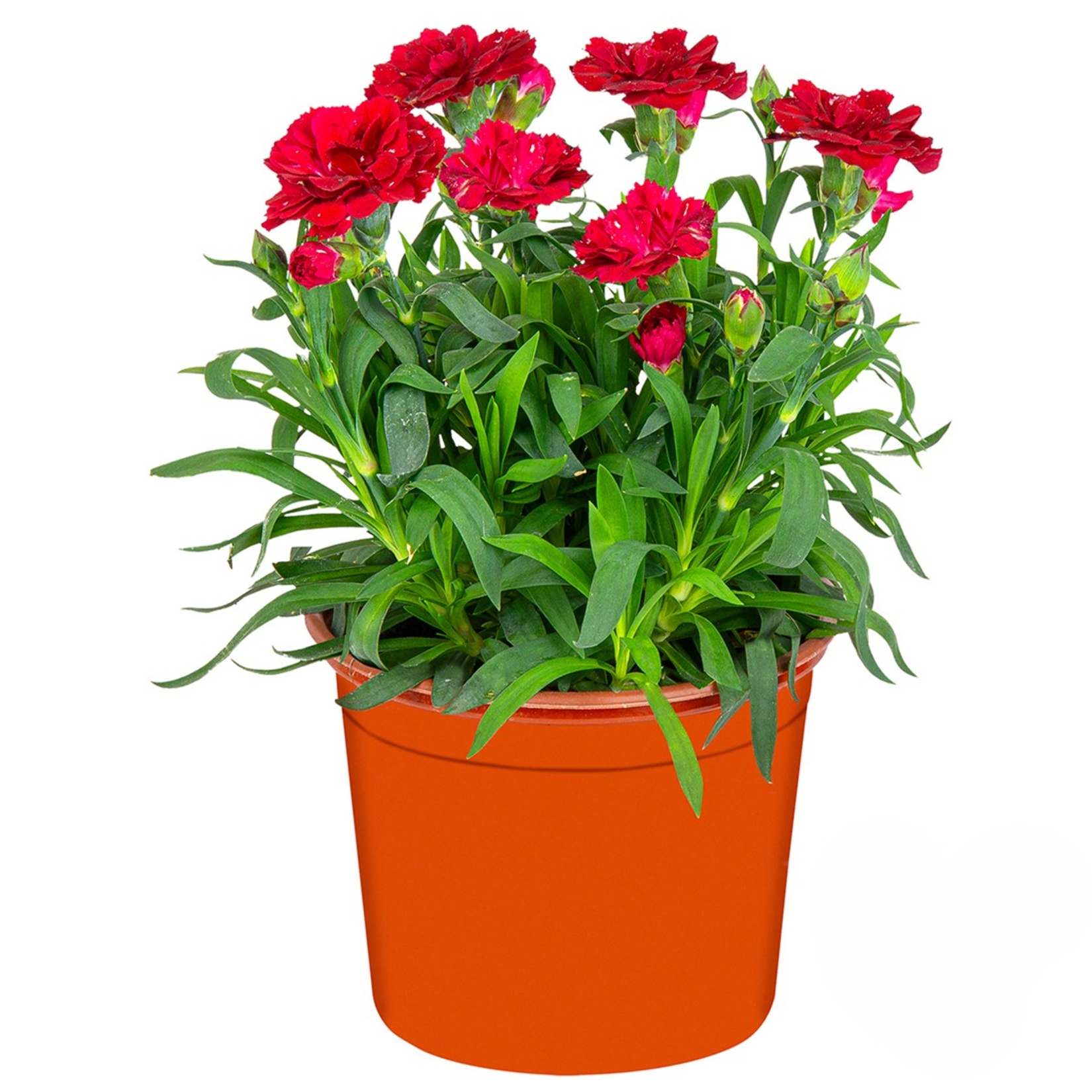 Kokulu Karanfil - Görsel 3